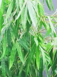 Full frame shot of wet leaves on plant