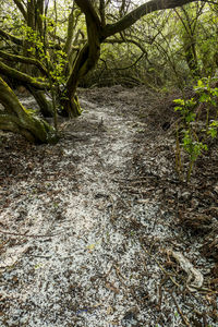 Trees growing in forest