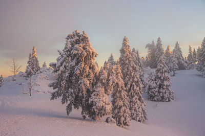 Pine trees on snow covered land against sky