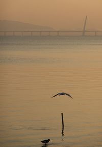 Seagull flying over sea