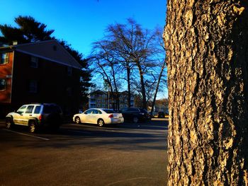 Trees against clear sky