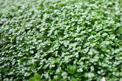 Close up shot of green plants with dew drops on top