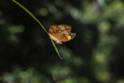 Close-up of butterfly pollinating flower