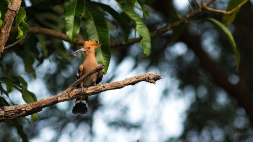 Low angle view of bird perching on tree