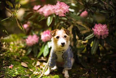 Portrait of dog by pink flowers