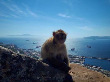 Monkey on sea against sky