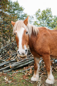 Horse standing in ranch