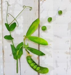 Close-up of green leaves