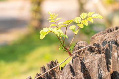 Close-up of small green plant on stump