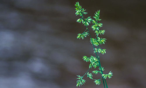 Close-up of plant