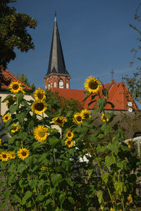 Yellow flowering plants by building against sky