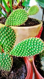 Close-up of vegetables