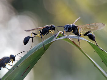 Close-up of insect on plant