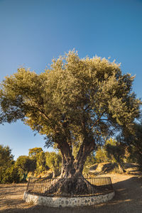 Trees on field against clear blue sky