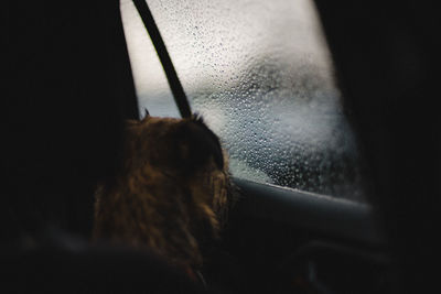 Rear view of woman looking through window