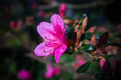 Close-up of pink flowers blooming outdoors