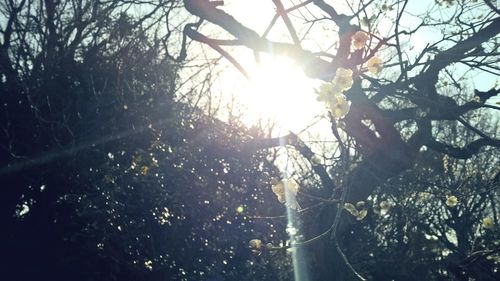 Sun shining through trees