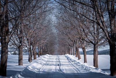Bare trees on snow covered land