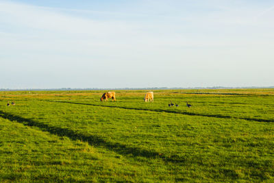 grassland