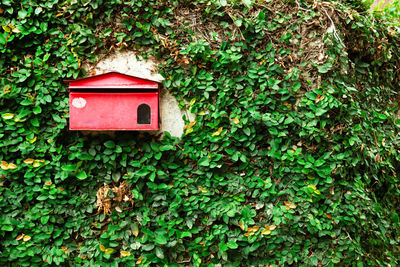 Old shabby red postbox on a wall with green mai, thailand.