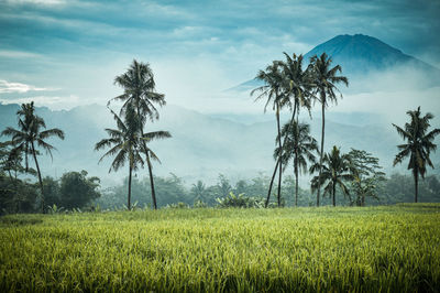 Scenic view of agricultural field against sky