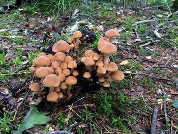 High angle view of mushrooms growing in forest