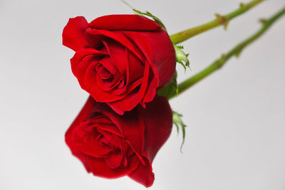 Close-up of red rose against white background