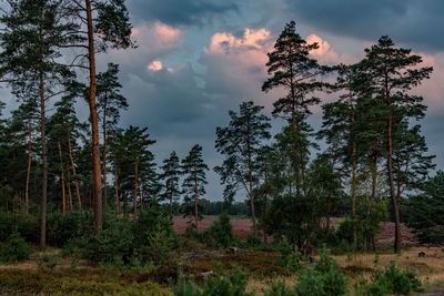 Pine trees in forest against sky