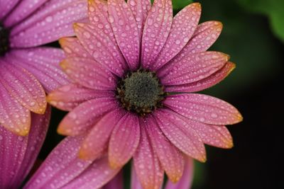 Close-up of raindrops on pink flower