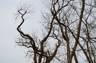 Low angle view of bare trees against sky
