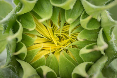Full frame shot of sunflower plant
