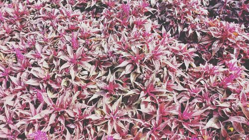 Full frame shot of pink flowers