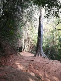 Trees in forest