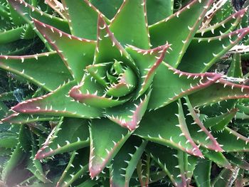 Full frame shot of aloe vera plant