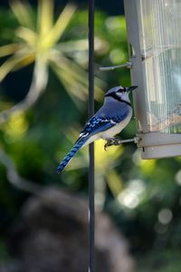 Close-up of male blue jay perching on bird feeder