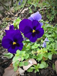 High angle view of purple flowers blooming outdoors