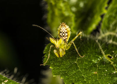 Close-up of insect on flower