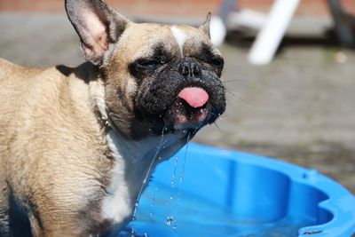 Close-up of dog in water