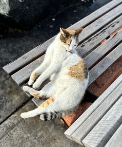 Cat sitting on wooden wall