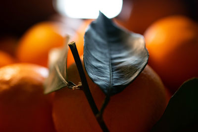 Close-up of orange fruit on plant