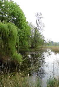 Scenic view of trees against sky