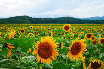 Sunflowers in field