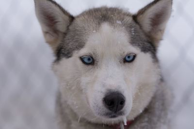 Close-up portrait of siberian husky