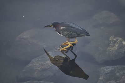 Least bittern ixobrychus exilis or green heron butorides virescens  puerto vallarta