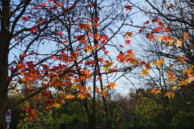 Low angle view of tree against orange sky