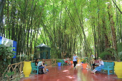 People sitting on chair by trees