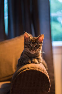 Portrait of cat sitting at home