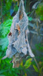 Close-up of leaf hanging on tree trunk