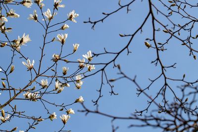 Low angle view of cherry blossoms against sky