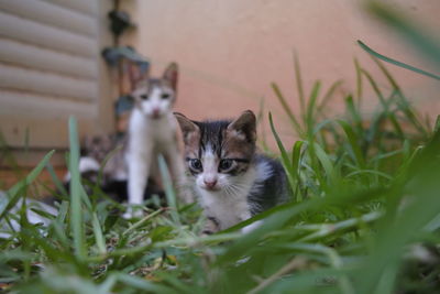 Portrait of kitten on grass